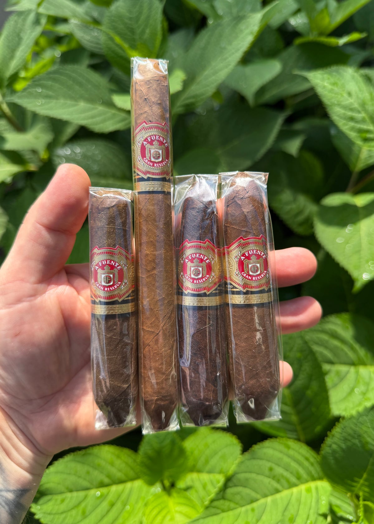 Fuente Summer of Love 6